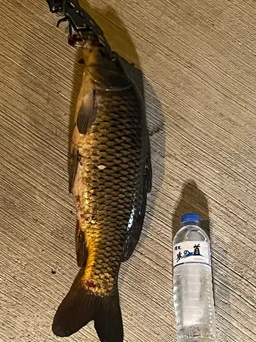 新竹縣鳳山溪的鯉，2026 年 3 月釣友實拍