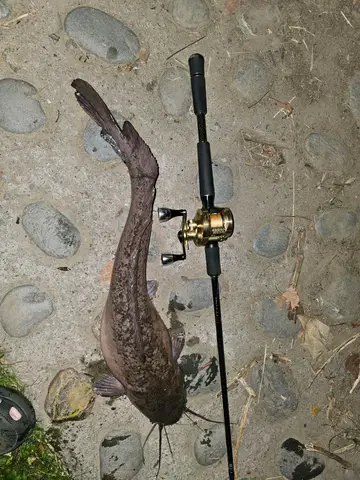 塘虱魚，2026 年 3 月釣友肉壯優熊猛一的實拍照片
