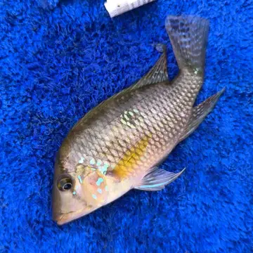 巴西珠母麗魚，2026 年 3 月釣友littlehomie的實拍照片