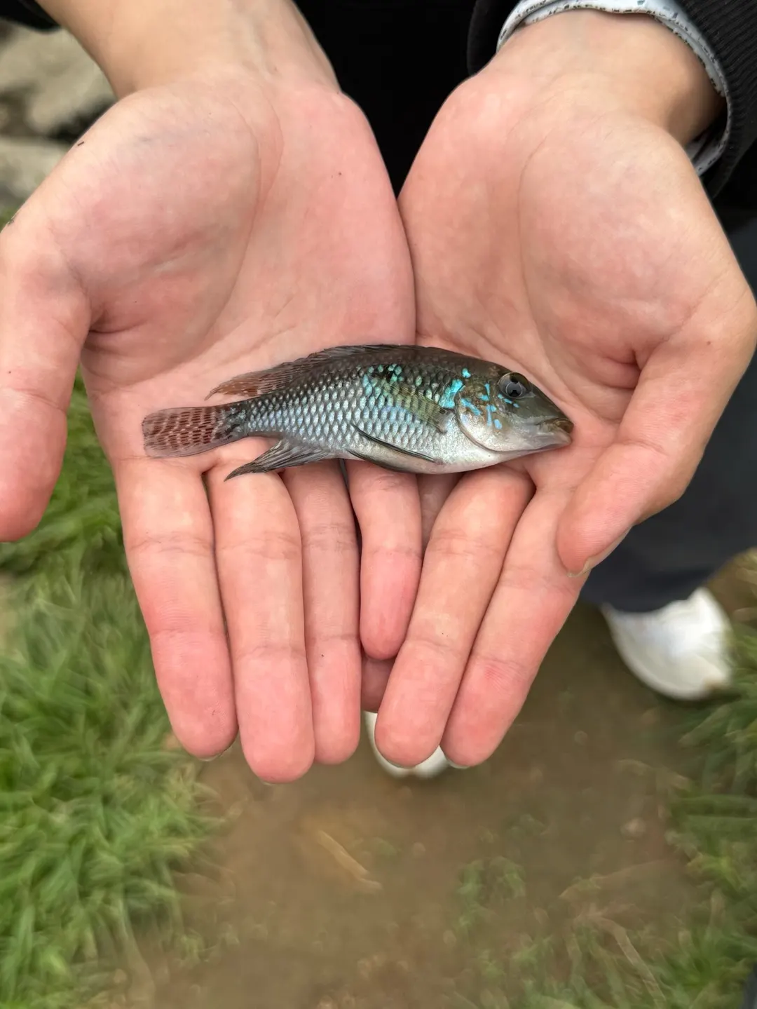 約 6 公分的小魚,頰部的藍色珠點已經出現。