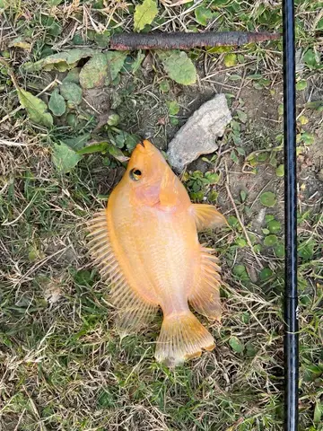 厚唇雙冠麗魚，2026 年 3 月釣友岡山釣王的實拍照片