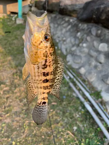 高雄市阿公店溪-岡山段的花身副麗魚,2026 年 3 月釣友實拍