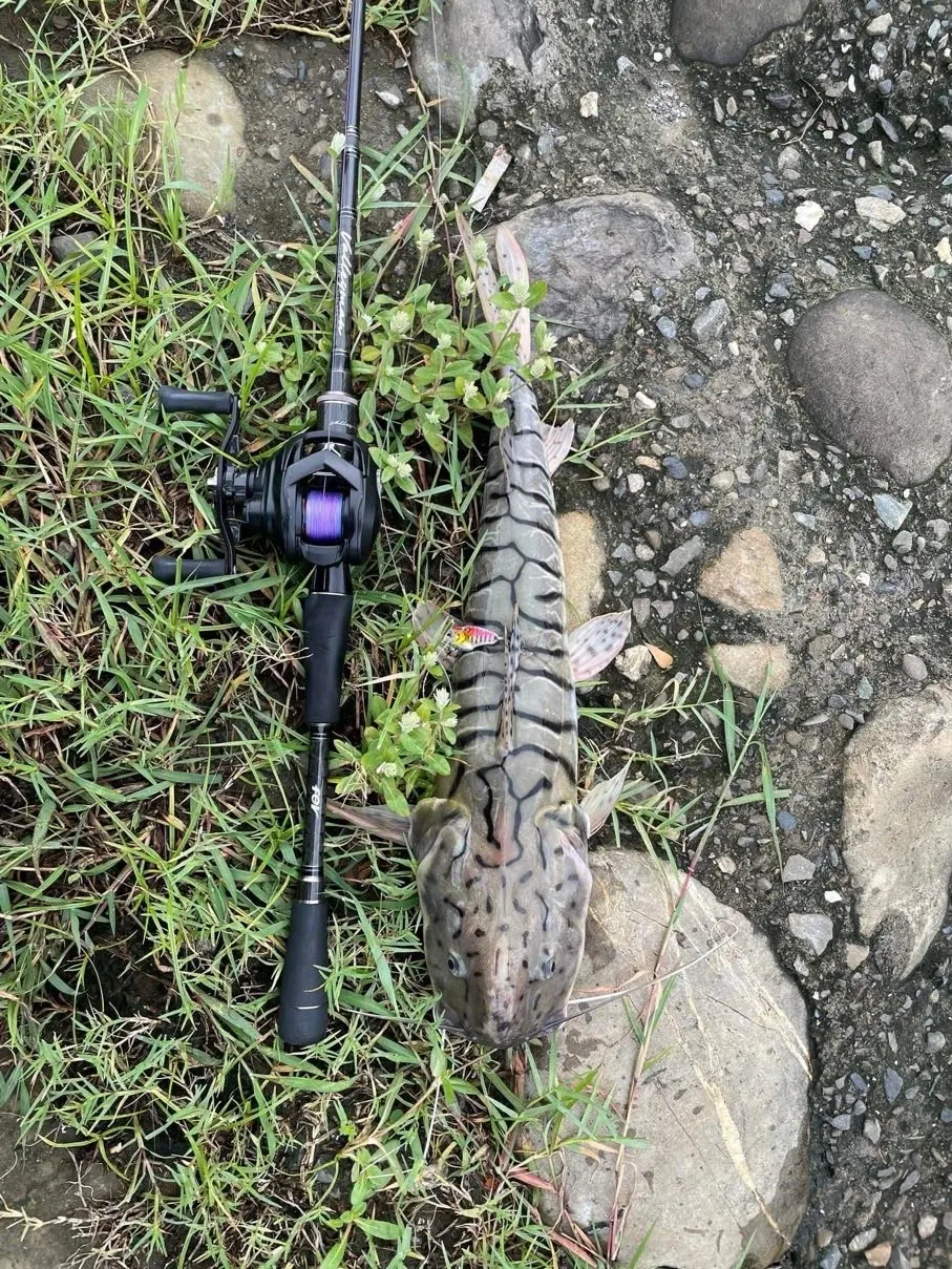 標成琵琶鼠的其中一筆其實是虎皮鴨嘴,一種南美大型水族鯰魚,多半來自棄養。