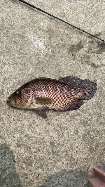 高雄市高屏溪的花身副麗魚，2026 年 3 月釣友實拍