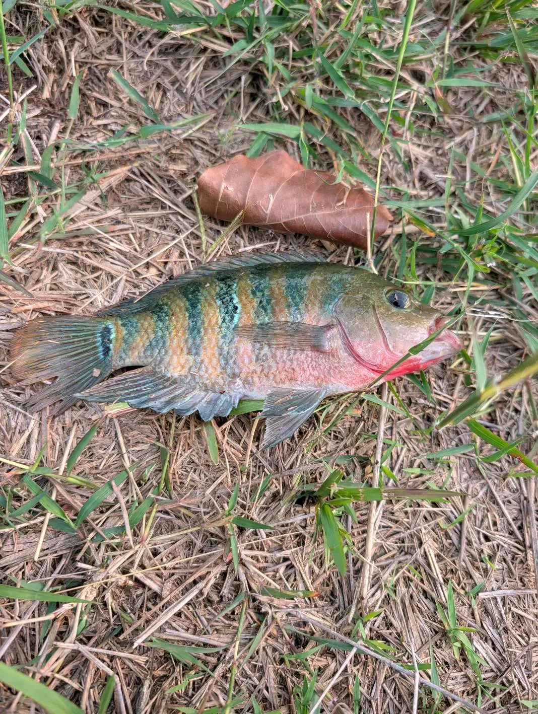 馬雅麗魚成魚:6 到 7 條寬暗橫帶,下頜與喉部鮮紅,尾柄基部有一個淺色環包圍的黑色眼斑。