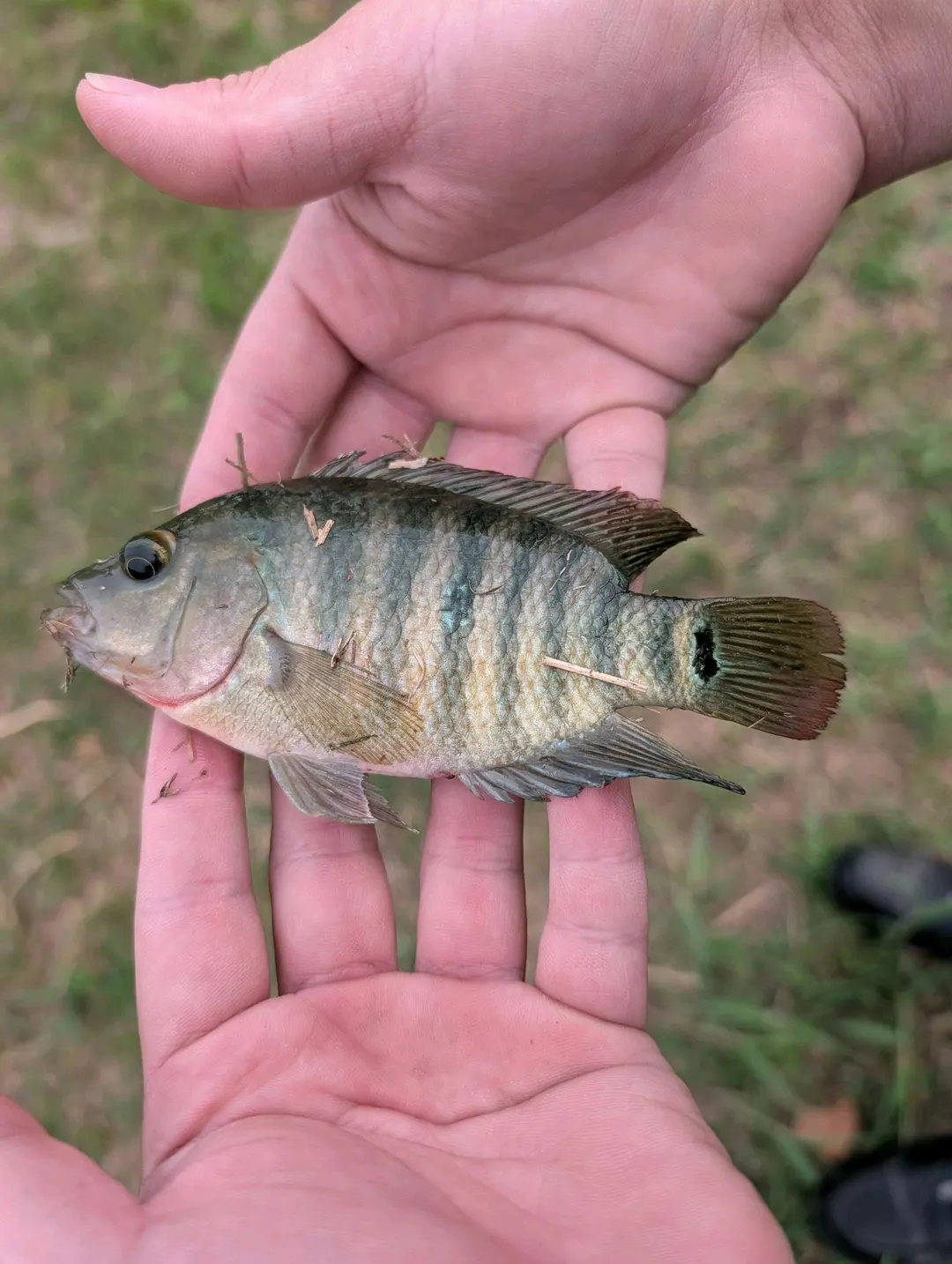 約 9 公分的馬雅麗魚幼魚,尾柄眼斑已經成形。