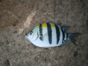 新北市和美漁港的條紋豆娘魚,2026 年 4 月釣友實拍