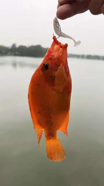 臺南市葫蘆埤的厚唇雙冠麗魚，2026 年 5 月釣友實拍