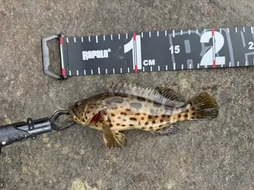 點帶石斑魚，2026 年 5 月釣友狗一枚的實拍照片