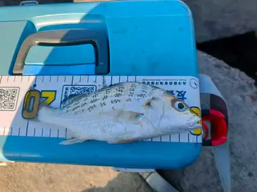 桃園市草漯沙丘的星雞魚,2026 年 5 月釣友實拍
