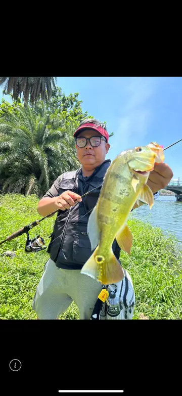 臺南市鹽水溪的眼點麗魚，2018 年 1 月釣友實拍