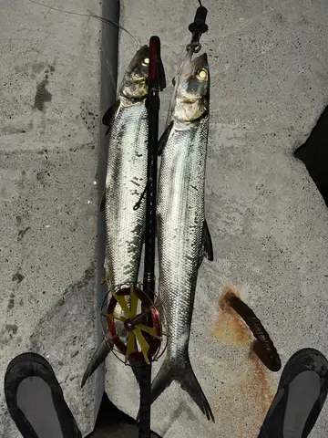夏威夷海鰱，2026 年 3 月釣友龜氣大師的實拍照片