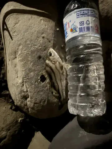 新竹市香山海口溝的花身鯻，2026 年 5 月釣友實拍