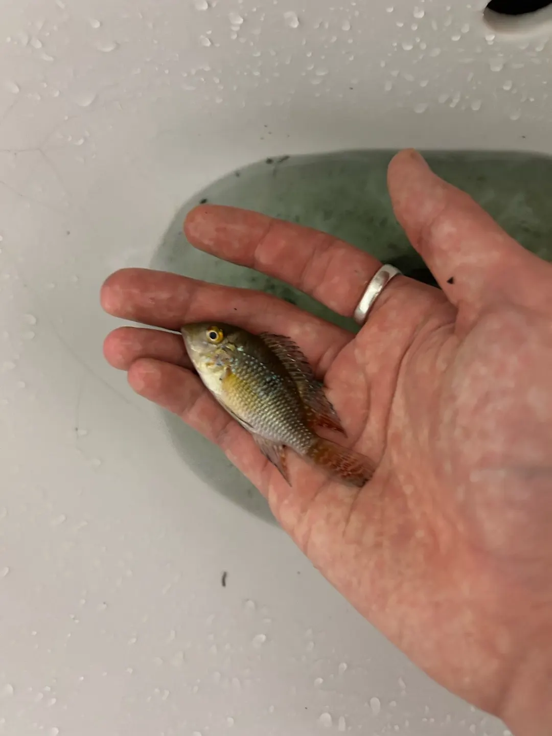 釣友回報約 4 公分的幼魚,表示附近有繁殖。