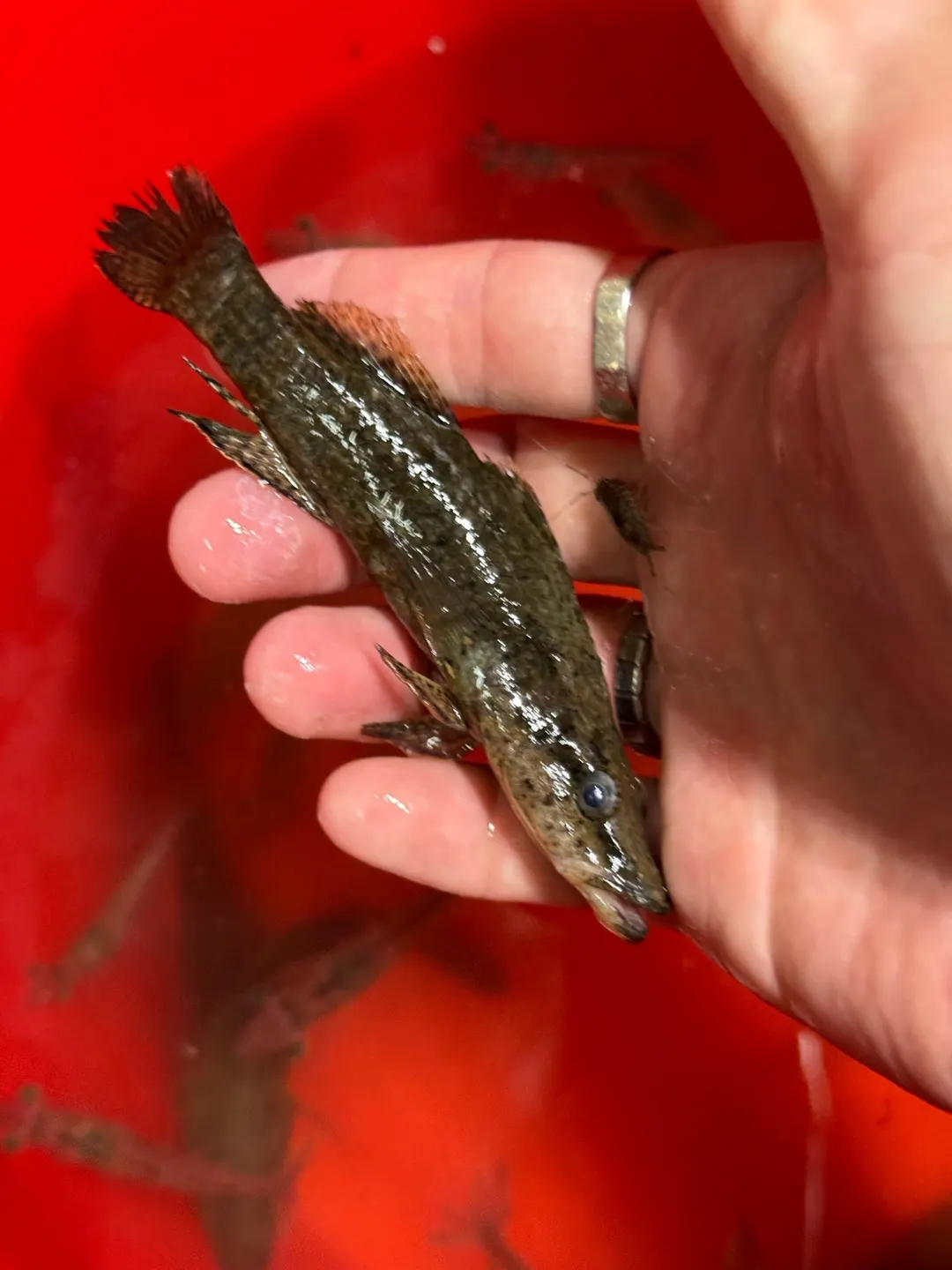 標成斑駁尖塘鱧、其實是鱧魚的小魚：背鰭和臀鰭都是一整條長鰭，頭尖。