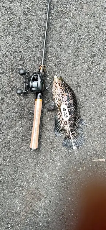 花身副麗魚，2026 年 5 月釣友韋Wei的實拍照片