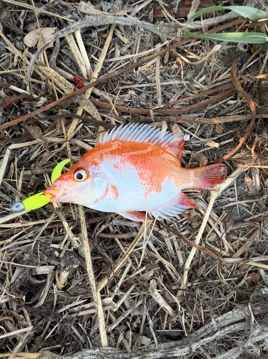 臺南霞客湖約 8 公分的橘白小魚。