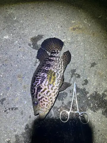 臺中市烏溪-溪尾段的花身副麗魚，2021 年 8 月釣友實拍