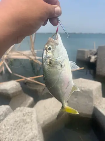 高雄市林園海洋濕地的長鰭黑頭魚,2026 年 4 月釣友實拍