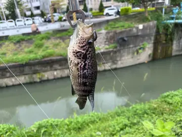 宜蘭縣冬山河出海口的花身副麗魚，2026 年 5 月釣友實拍