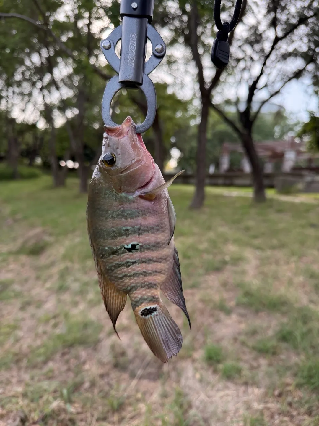 道爺湖的馬雅麗魚,尾柄眼斑旁還有體側中段的黑斑。