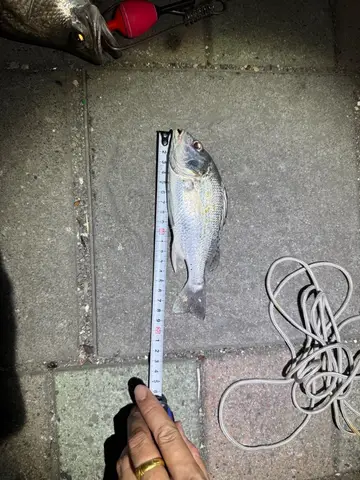 星雞魚，2026 年 5 月釣友蔡宗翰的實拍照片