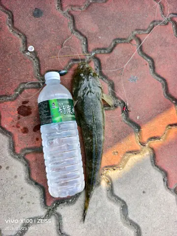 印度牛尾魚，2026 年 3 月釣友汐溪希的實拍照片
