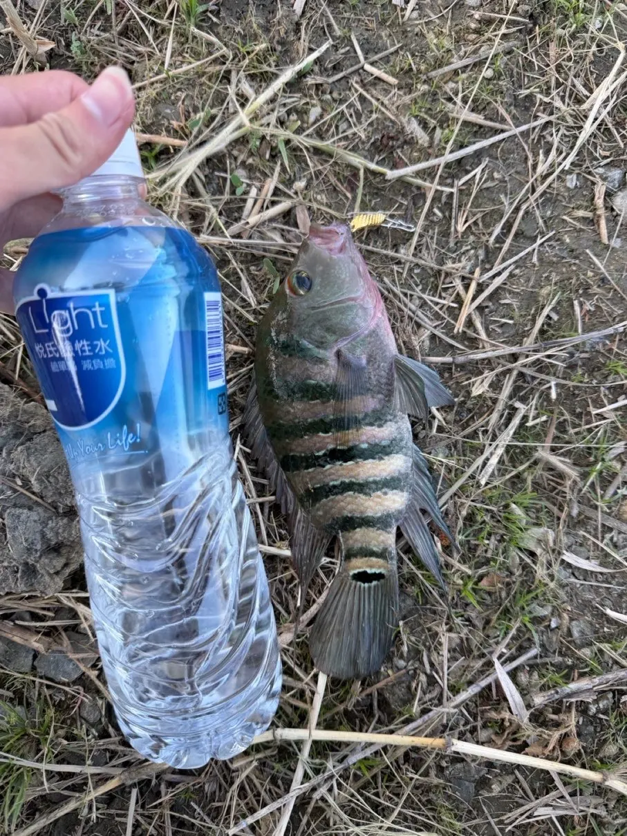 和寶特瓶一起入鏡的馬雅麗魚,橫帶與尾柄眼斑都很清楚。