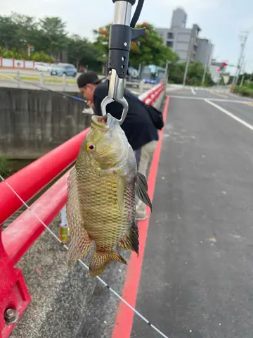 苗栗縣北勢溪-後龍段的吉利非鯽，2026 年 5 月釣友實拍