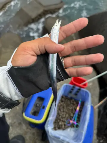 彰化漁港的白帶魚，2026 年 6 月釣友實拍