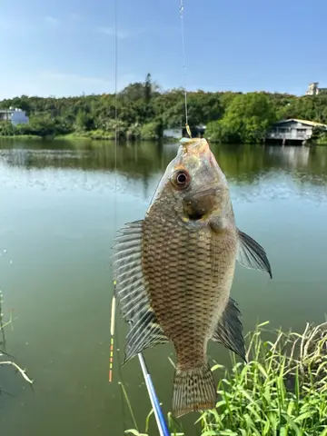 新竹縣鳳山溪的尼羅口孵非鯽，2026 年 5 月釣友實拍