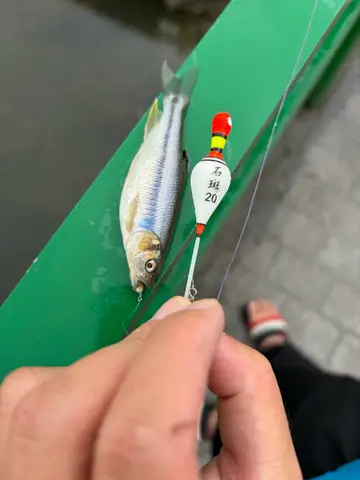 南投縣南港溪-埔里段的臺灣鬚鱲，2026 年 6 月釣友實拍