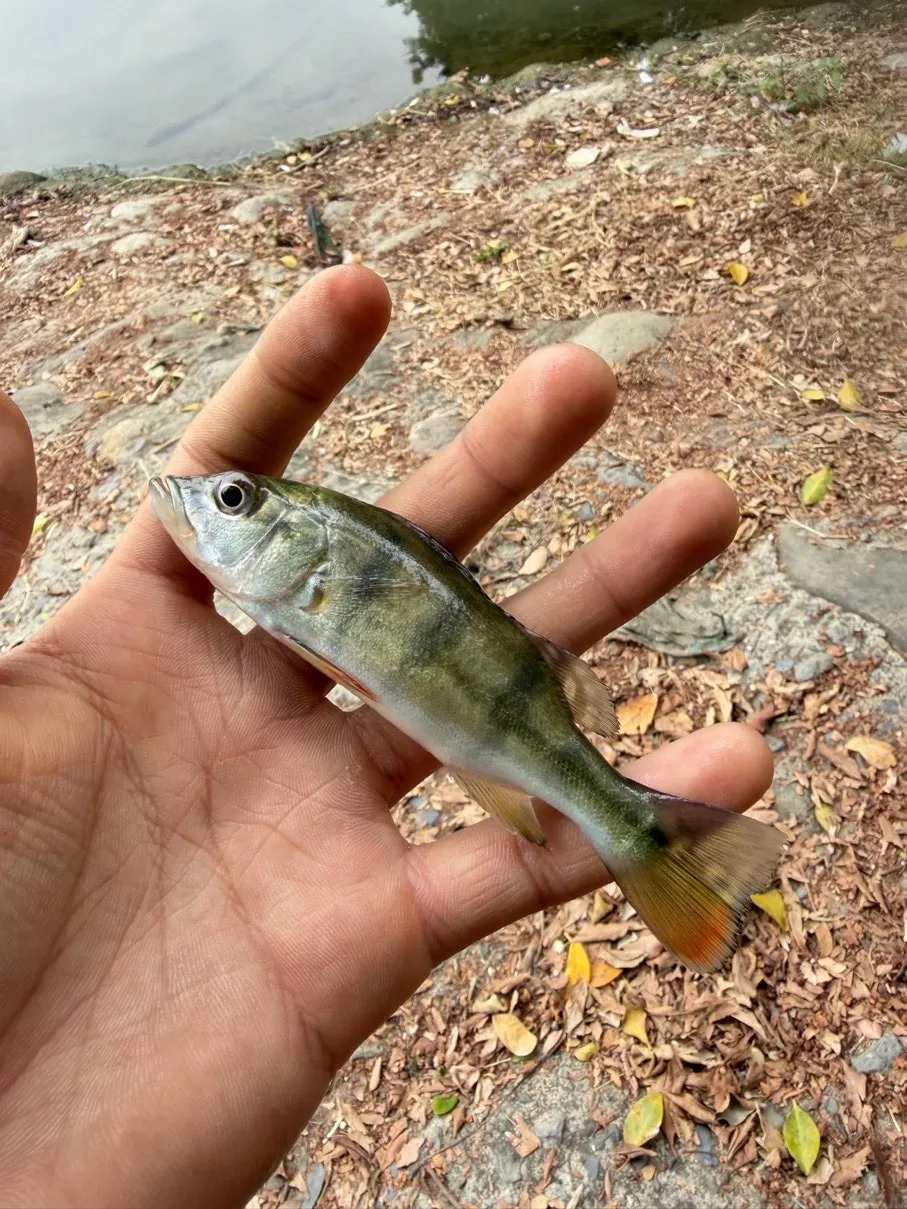約 10 公分的幼魚,尾柄眼斑已經出現。