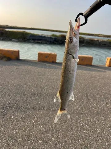 巴拉金梭魚，2025 年 12 月釣友阿傑RJ的實拍照片