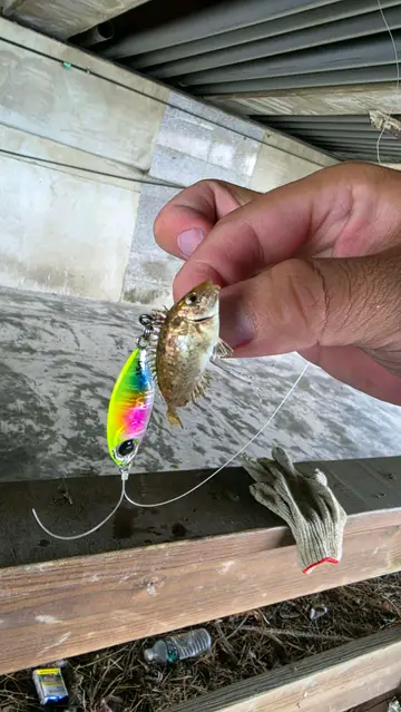 臺南市青鯤鯓潟湖的長鰭臭肚魚,2026 年 6 月釣友實拍