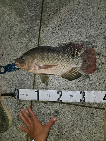 吉利非鯽，2026 年 6 月釣友兲兲釣魚的實拍照片