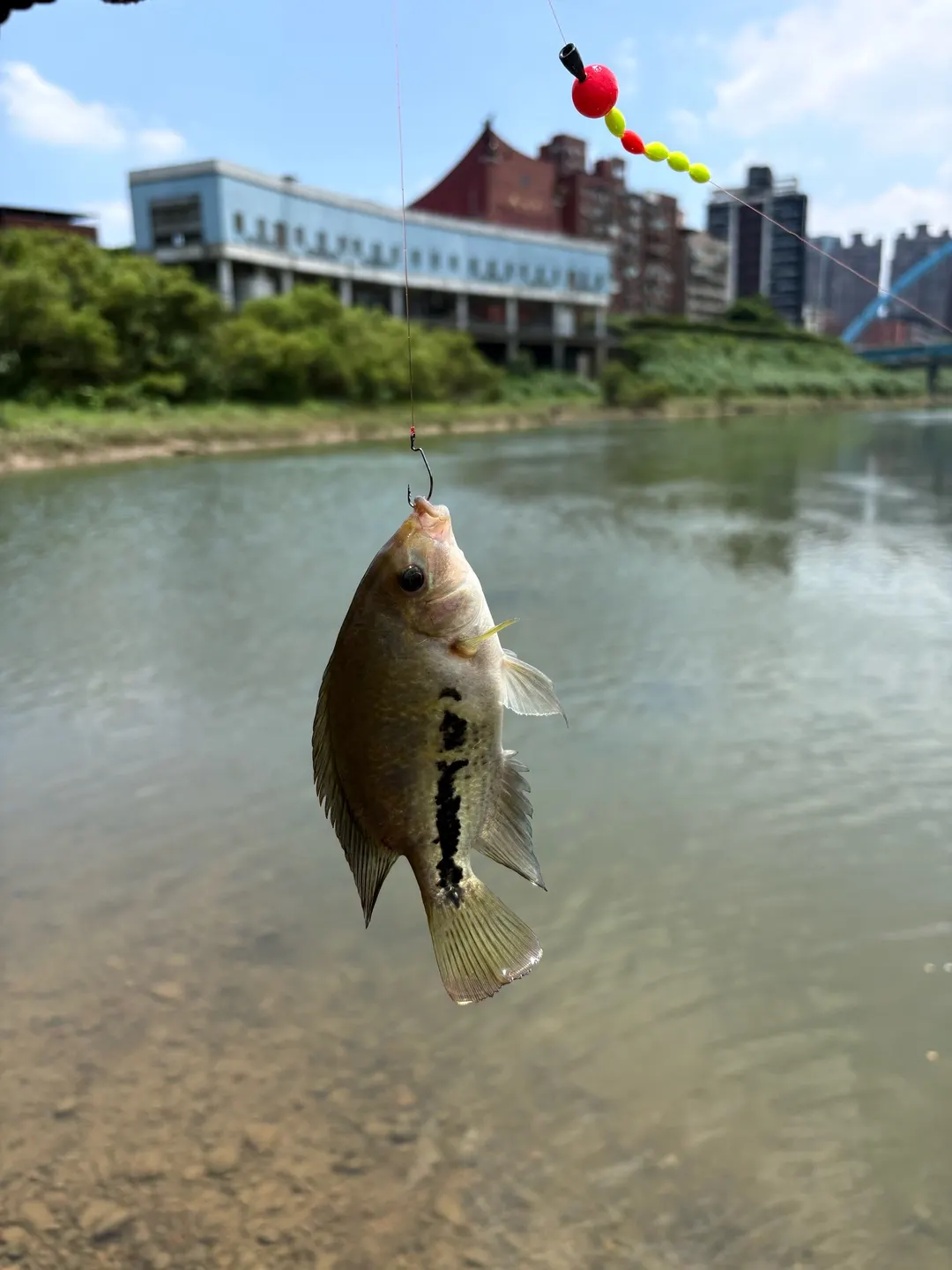 基隆河汐止段的黑尾副尼麗魚幼魚,體側中段到尾柄有黑色縱帶。