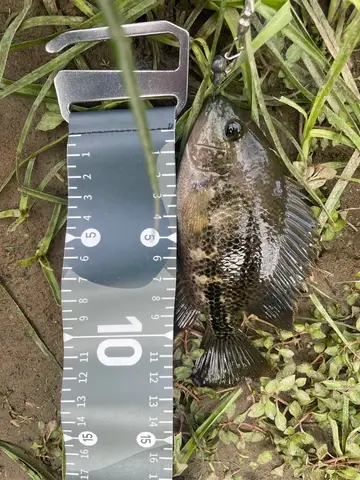 帶紋副尼麗魚，2026 年 5 月釣友Ian愛釣魚的實拍照片