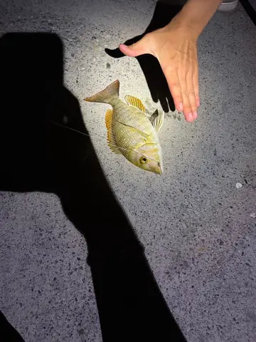 彰化漁港的黃唇龍占魚，2026 年 6 月釣友實拍