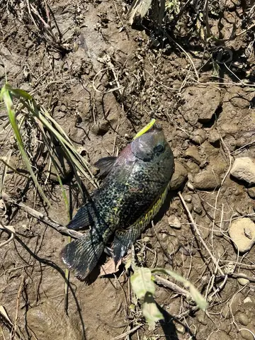帶紋副尼麗魚，2026 年 6 月釣友Yao12的實拍照片