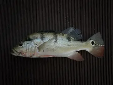 眼點麗魚,2026 年 6 月釣友bowling小廷的實拍照片