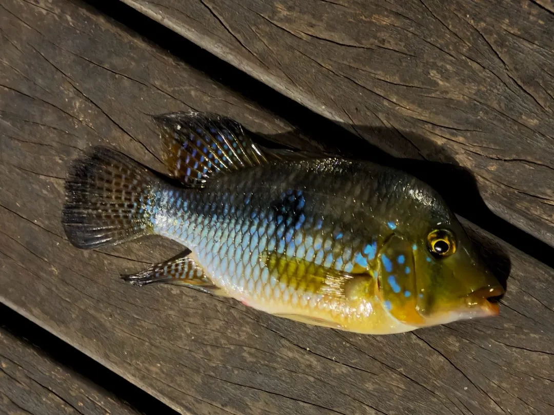 埤塘裡約 10 公分的亞成魚。