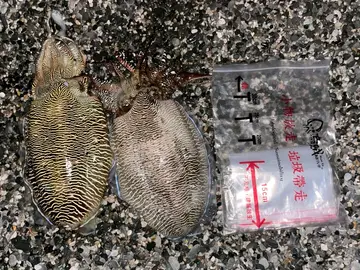 花蓮縣七星潭海岸的虎斑烏賊,2026 年 3 月釣友實拍