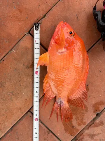南投縣鯉魚潭的厚唇雙冠麗魚，2026 年 6 月釣友實拍