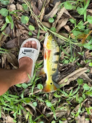 高雄市美濃湖的眼點麗魚，2026 年 6 月釣友實拍