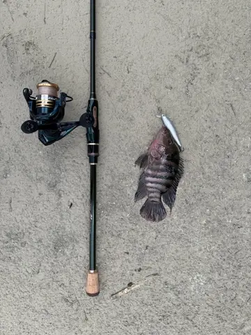 臺南市道爺湖的黑尾副尼麗魚,2026 年 7 月釣友實拍