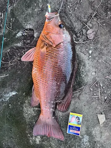 銀紋笛鯛,2026 年 7 月釣友砂鍋魚頭的實拍照片