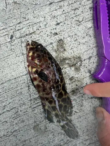 新北市後厝漁港的玳瑁石斑魚,2026 年 7 月釣友實拍