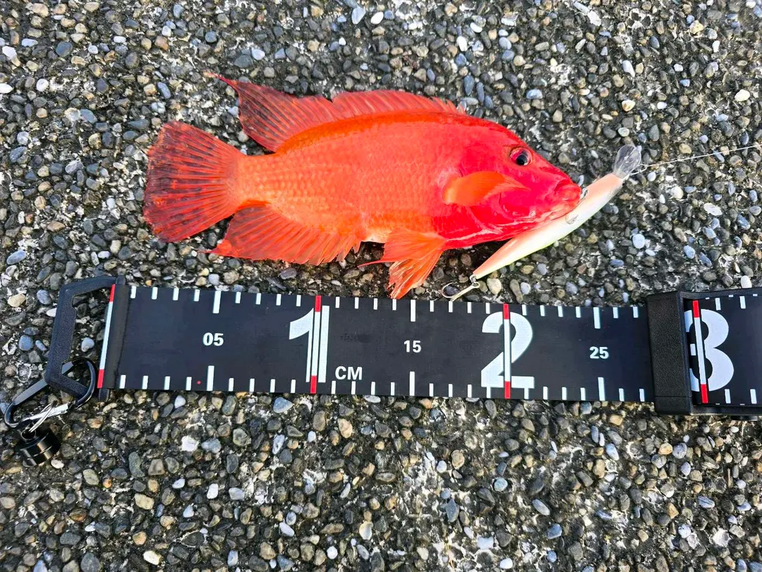 高雄蓮池潭邊釣到的紅魔鬼，量尺旁約 24 公分。