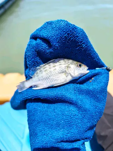 臺南市國聖港燈塔的星雞魚，2026 年 7 月釣友實拍